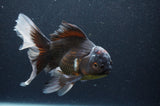 Thai Oranda  Tricolor 6 Inch (ID#404T6c-120)