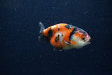 Juvenile Ranchu  Calico 3.5 Inch (ID#1220R9b-47) Free2Day SHIPPING