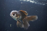 Juvenile Thai Oranda  Panda 4 Inch (ID#1008To13bPT4-95) Free2Day SHIPPING