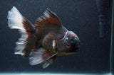 Thai Oranda  Tricolor 6 Inch (ID#404T6c-120)