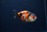 Juvenile Ranchu  Calico 3.5 Inch (ID#1220R9b-47) Free2Day SHIPPING