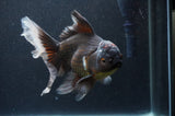 Thai Oranda  Tricolor 6 Inch (ID#404T6c-120)