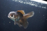 Juvenile Thai Oranda  Panda 4 Inch (ID#1008To13bPT4-95) Free2Day SHIPPING