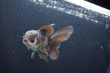 Juvenile Thai Oranda  Panda 4 Inch (ID#1008To13b-95) Free2Day SHIPPING