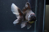 Thai Oranda  Tricolor 6 Inch (ID#404T6c-120)