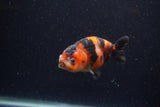 Juvenile Ranchu  Calico 3.5 Inch (ID#1220R9b-47) Free2Day SHIPPING