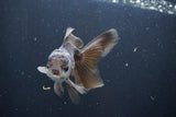 Juvenile Thai Oranda  Panda 4 Inch (ID#1008To13b-95) Free2Day SHIPPING