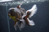 Thai Oranda  Tricolor 6 Inch (ID#404T6c-120)