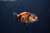 Juvenile Ranchu  Calico 3.5 Inch (ID#1220R9b-47) Free2Day SHIPPING