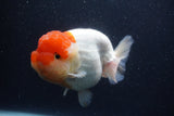 Jumbo Lionchu  Red White 5.5 Inch (ID#1231R12a-20)