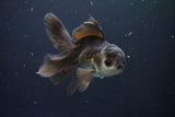 Juvenile Thai Oranda  Panda 4 Inch (ID#1008To13bPT4-95) Free2Day SHIPPING