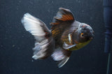 Thai Oranda  Tricolor 6 Inch (ID#404T6c-120)