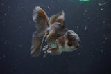 Juvenile Thai Oranda  Panda 4 Inch (ID#1008To13bPT4-95) Free2Day SHIPPING