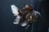 Thai Oranda  Tricolor 6 Inch (ID#404T6c-120)