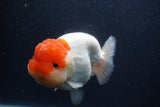 Jumbo Lionchu  Red White 5.5 Inch (ID#1231R12a-20)