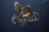 Juvenile Thai Oranda  Panda 4 Inch (ID#1008To13bPT4-95) Free2Day SHIPPING