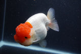 Jumbo Lionchu  Red White 5.5 Inch (ID#1231R12a-20)