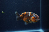 Juvenile Ranchu  Calico 3.5 Inch (ID#1220R9b-48) Free2Day SHIPPING