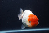 Jumbo Lionchu  Red White 5.5 Inch (ID#1231R12a-20)