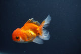 Juvenile Thai Oranda  Red White 4 Inch (ID#1015To13b-88) Free2Day SHIPPING