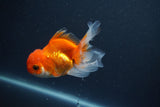 Juvenile Thai Oranda  Red White 4 Inch (ID#1015To13b-88) Free2Day SHIPPING