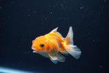 Juvenile Thai Oranda  Red White 3 Inch (ID#1008To13b-96) Free2Day SHIPPING