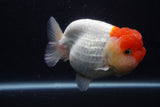 Jumbo Lionchu  Red White 5.5 Inch (ID#1231R12a-20)