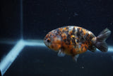 Juvenile Ranchu  Calico 3.5 Inch (ID#1220R9b-48) Free2Day SHIPPING