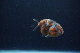 Juvenile Ranchu  Calico 3.5 Inch (ID#1220R9b-48) Free2Day SHIPPING