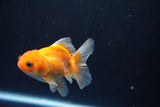 Juvenile Thai Oranda  Red White 3 Inch (ID#1008To13b-96) Free2Day SHIPPING