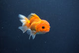 Juvenile Thai Oranda  Red White 4 Inch (ID#1015To13b-88) Free2Day SHIPPING