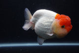 Jumbo Lionchu  Red White 5.5 Inch (ID#1231R12a-20)