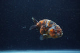 Juvenile Ranchu  Calico 3.5 Inch (ID#1220R9b-48) Free2Day SHIPPING