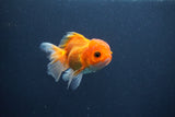 Juvenile Thai Oranda  Red White 4 Inch (ID#1015To13b-88) Free2Day SHIPPING