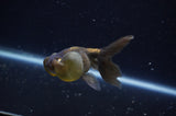 Bubble Eye  Calico 4 Inch (ID#228Be12c-97) Free2Day SHIPPING