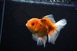 Juvenile Thai Oranda  Calico 4 Inch (ID#1108To13b-90) Free2Day SHIPPING