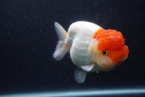 Jumbo Lionchu  Red White 5.5 Inch (ID#1231R12a-20)