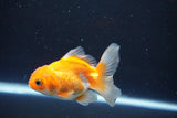 Juvenile Thai Oranda  Red White 3 Inch (ID#1008To13b-96) Free2Day SHIPPING