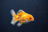 Juvenile Thai Oranda  Red White 3 Inch (ID#1008To13b-96) Free2Day SHIPPING