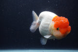 Jumbo Lionchu  Red White 5.5 Inch (ID#1231R12a-20)