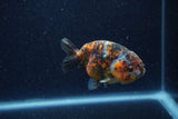 Juvenile Ranchu  Calico 3.5 Inch (ID#1220R9b-48) Free2Day SHIPPING