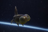 Bubble Eye  Calico 4 Inch (ID#228Be12c-97) Free2Day SHIPPING