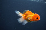 Juvenile Thai Oranda  Red White 4 Inch (ID#1015To13b-88) Free2Day SHIPPING