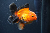 Thai Oranda  Red Black 5 Inch (ID#404T6c-121)
