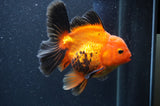 Thai Oranda  Red Black 5 Inch (ID#404T6c-121)