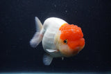 Jumbo Lionchu  Red White 5.5 Inch (ID#1231R12a-20)