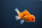 Juvenile Thai Oranda  Red White 4 Inch (ID#1015To13b-88) Free2Day SHIPPING