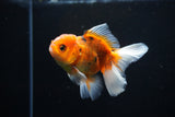 Juvenile Thai Oranda  Calico 4 Inch (ID#1108To13b-90) Free2Day SHIPPING