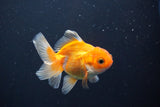 Juvenile Thai Oranda  Red White 3 Inch (ID#1008To13b-96) Free2Day SHIPPING