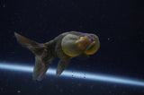 Bubble Eye  Calico 4 Inch (ID#228Be12c-97) Free2Day SHIPPING